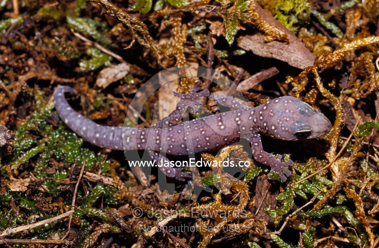 Mauve and white dots line a young Spotted Velvet Gecko on moss. Preston, Victoria, Australia.