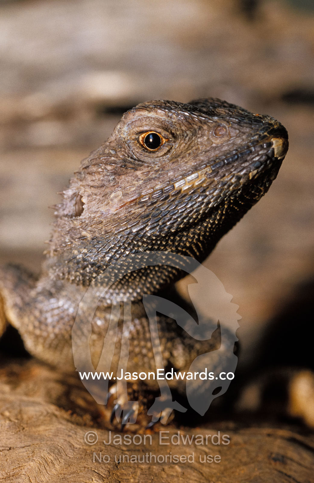 A Jacky Lizard, Lashtail Dragon, head, eye and mouth detail. Preston, Victoria, Australia.