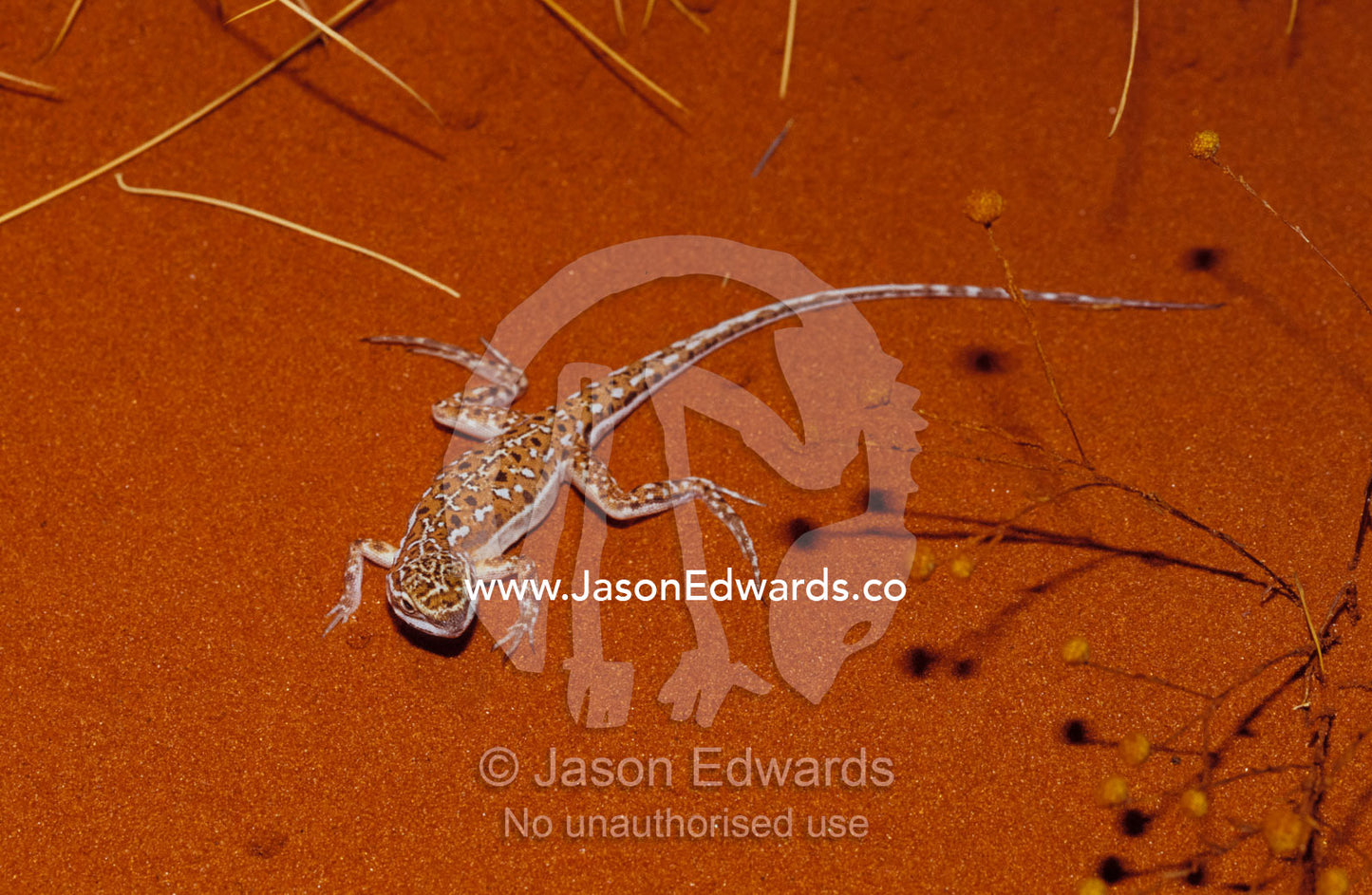 A Military Sand Dragon sun basking on a red desert sand dune. Alice Springs Desert Park, Northern Territory, Australia.