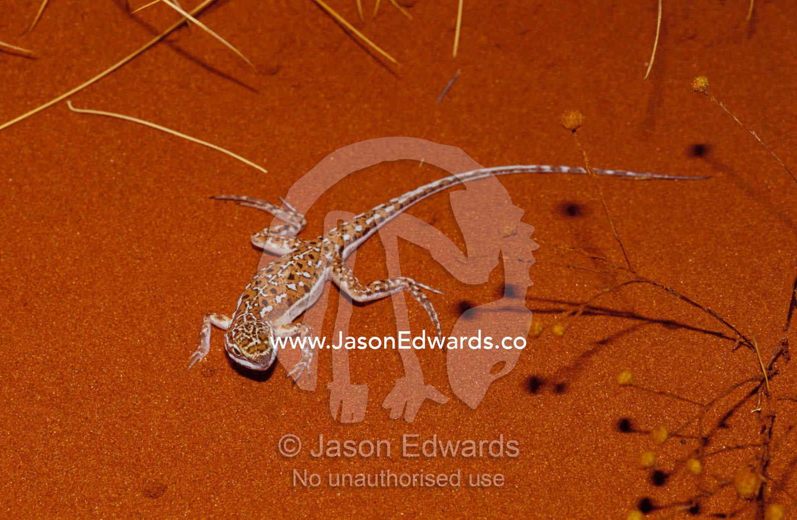 A Military Sand Dragon sun basking on a red desert sand dune. Alice Springs Desert Park, Northern Territory, Australia.