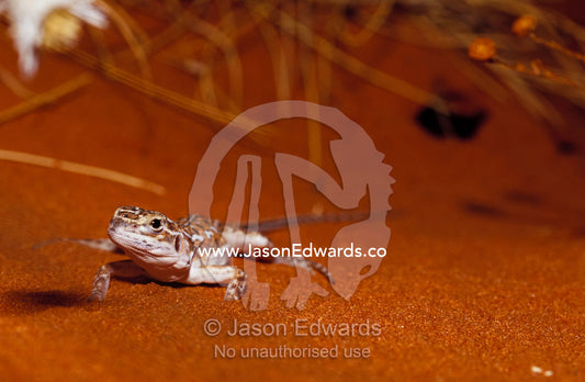 A Military Sand Dragon sun basking on a red desert sand dune. Alice Springs Desert Park, Northern Territory, Australia.