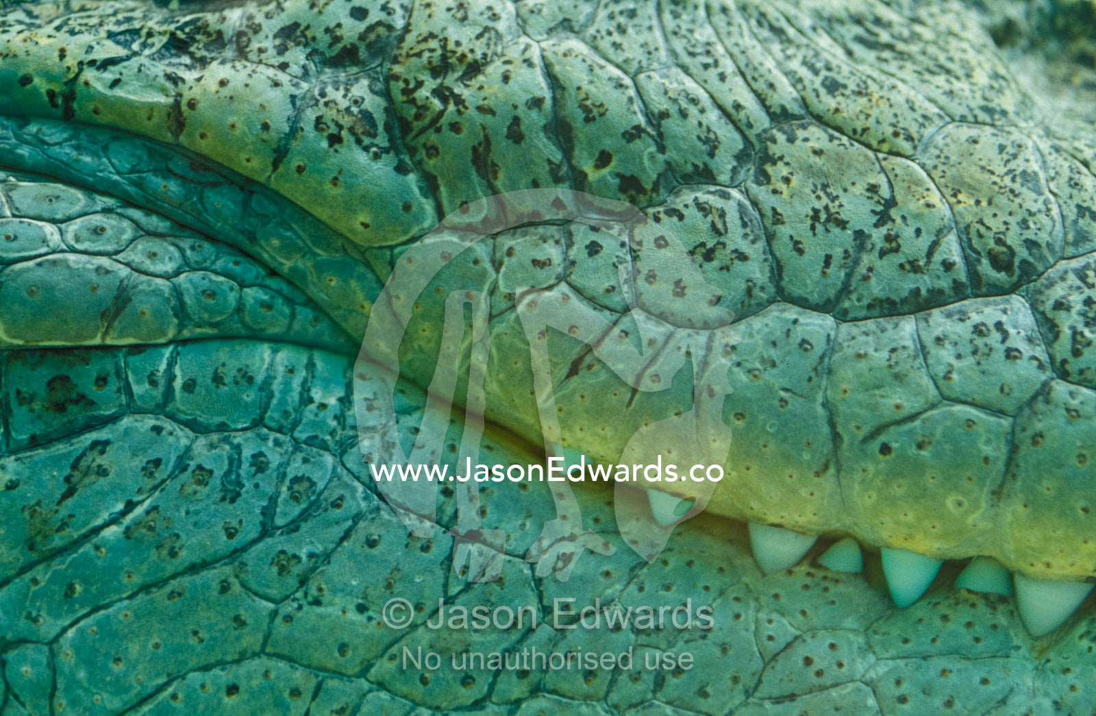 Close-up of a Saltwater Estuarine Crocodile's scales, jaw and teeth. Alice Springs Desert Park, Northern Territory, Australia.