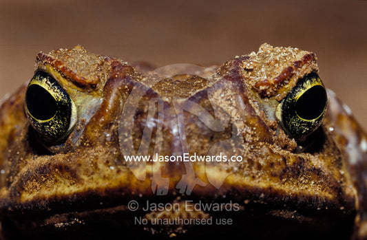 Close-up of a scowling, grumpy, ugly Cane Toad's face. Epping National Park Scientific, Queensland, Australia.