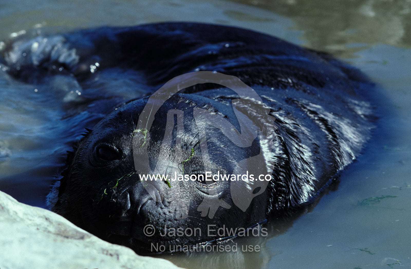 A Southern Elephant Seal pup staying cool in a coastal rock pool. Punta Delgada Penninsula Valdez, Patagonia, Argentina.