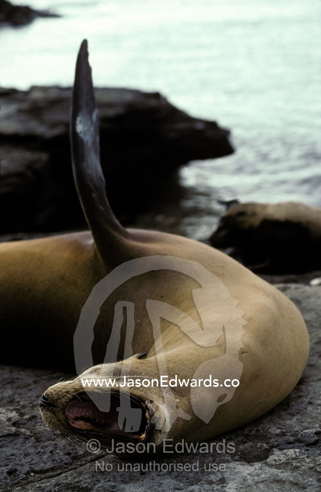 A yawning Galapagos Sea Lion with raised flipper thermo-regulating. Isla San Salvador, Galapagos Islands, Ecuador.