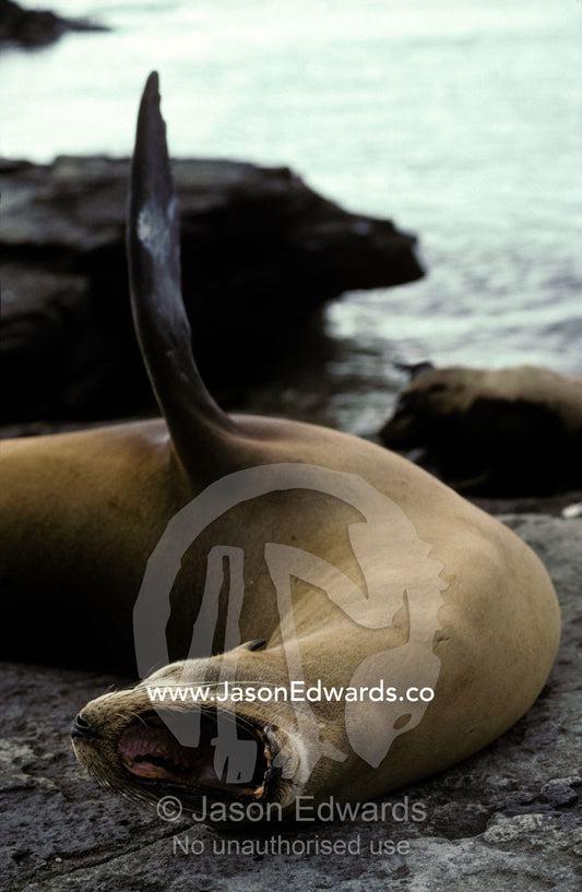 A yawning Galapagos Sea Lion with raised flipper thermo-regulating. Isla San Salvador, Galapagos Islands, Ecuador.