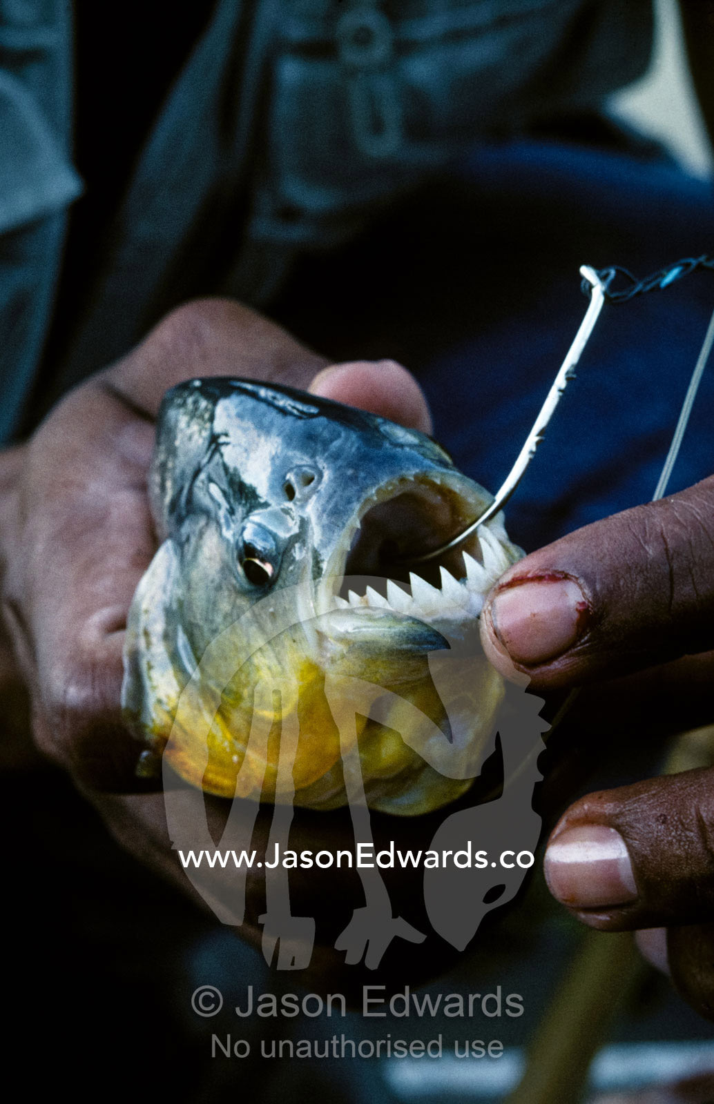 Yellow Pirahna caught on a fish hook in a Brazilian Indian's hands. Pantanal National Park, Brasil.