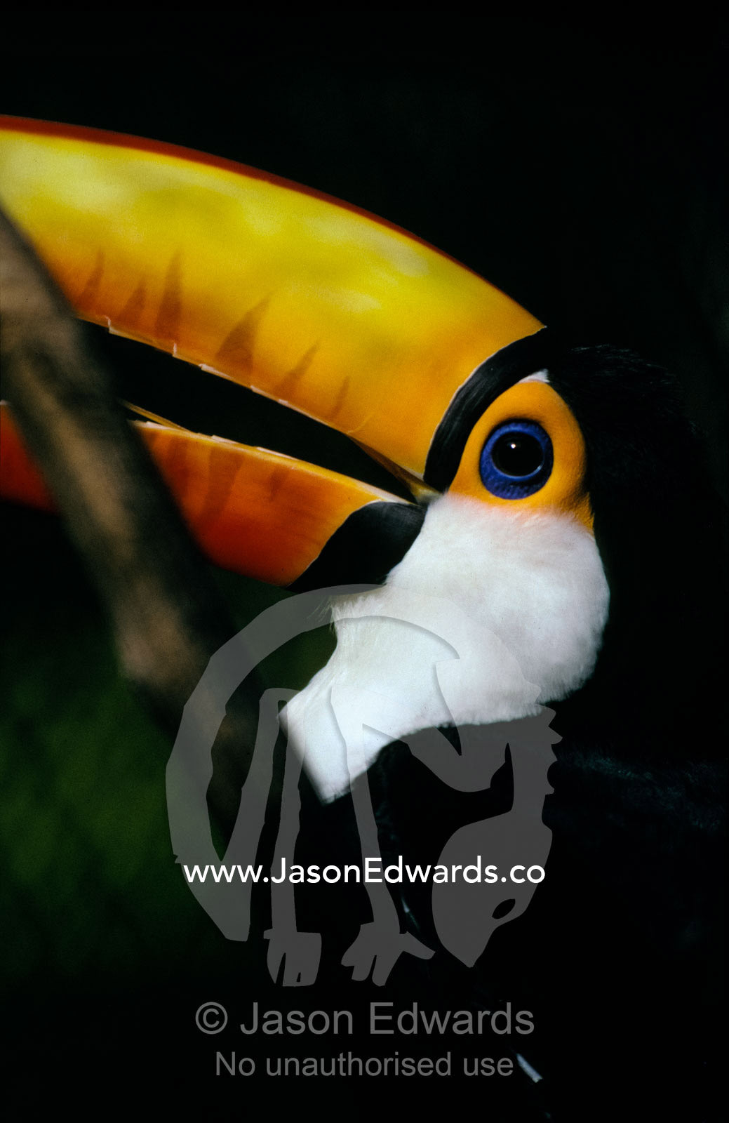 A colorful Toco Toucan's blue eye and yellow, orange and red beak. Rio Zoo, Brasil.