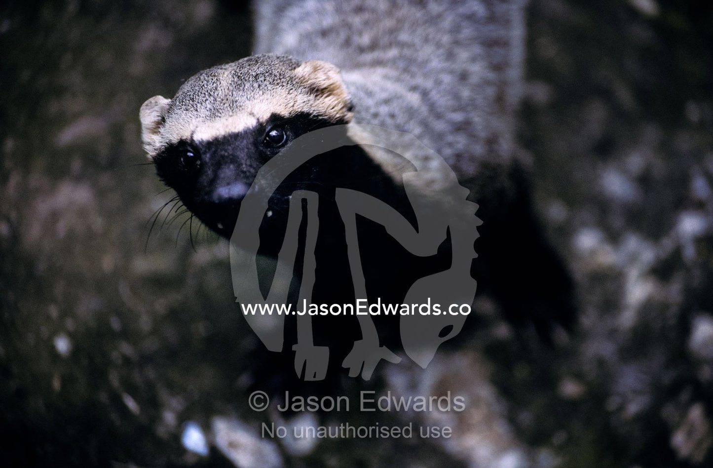 A peering Grison, also known as a Huron, part of the Mustilid family. Quistacoccha Zoo, Iquitos, Peru.