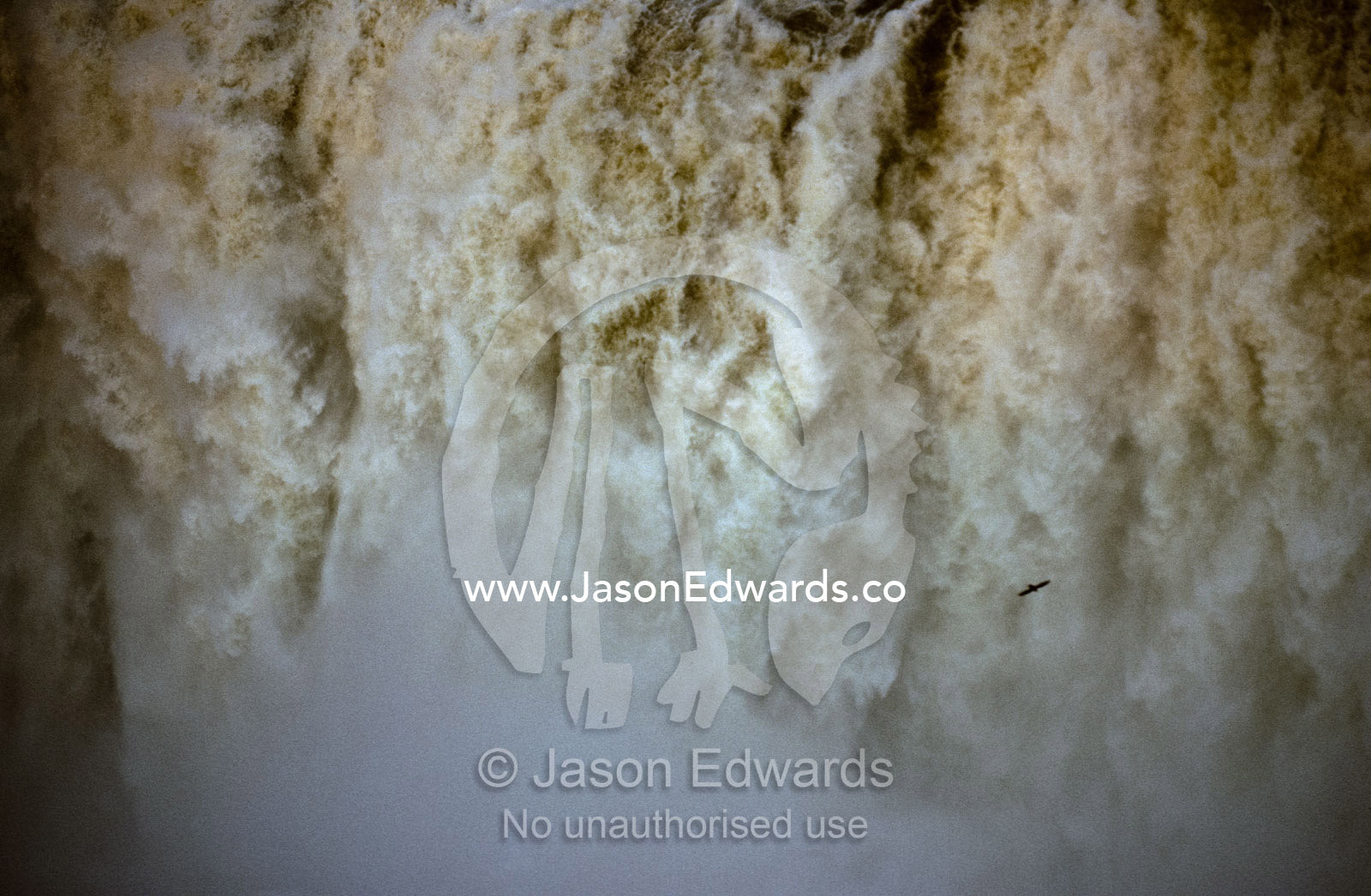 A Swift flies through the curtain of mist generated by Iguazo Falls. Iguazo Falls, Argentina.