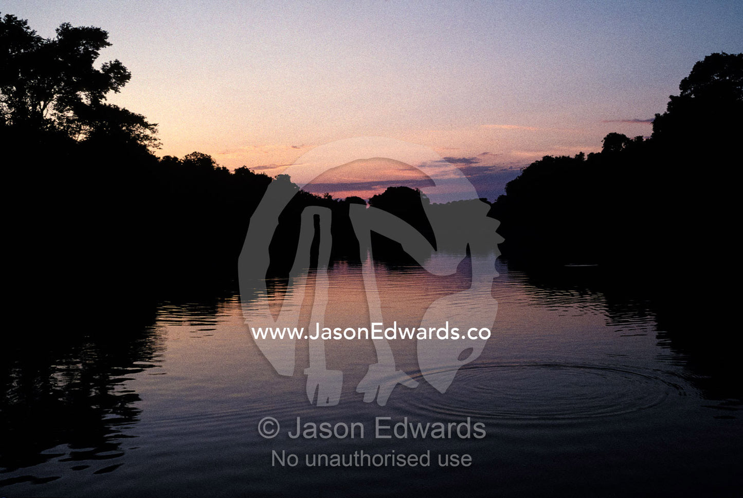 Ripples from fish rising at sunset in a tranquil wetland. Pantanal National Park, Brasil.