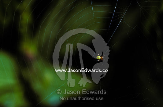 A predatory spider waiting for prey at the center of its web. Amazon Basin, Northern Peru.