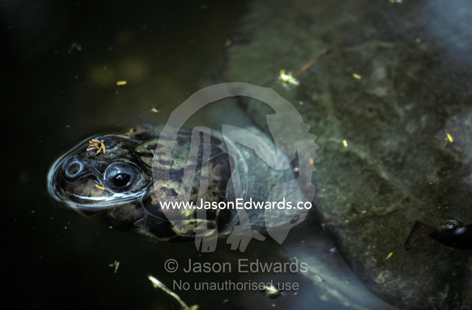 A submerged Arrau River Turtle with its nose and eyes above water. Rio Zoo, Brasil, Brazil.