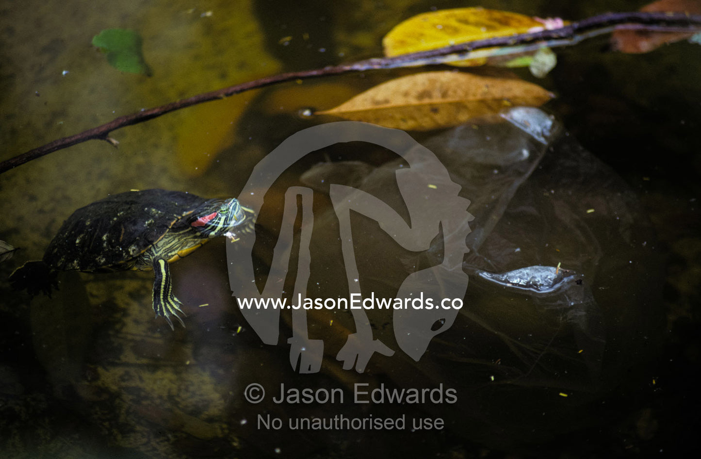 A Red Eared Terrapin, Slider, and plastic bag pollution in a swamp. Rio Zoo, Brasil.