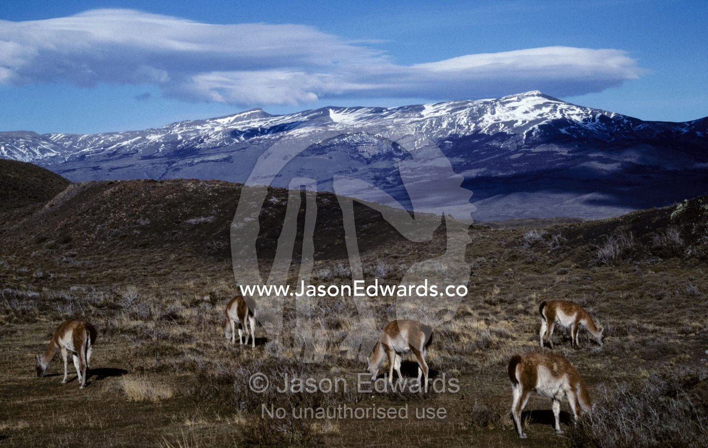 A Guanaco herd grazing beneath alpine snow ed mountains. Torres del Paine National Park, Chile.