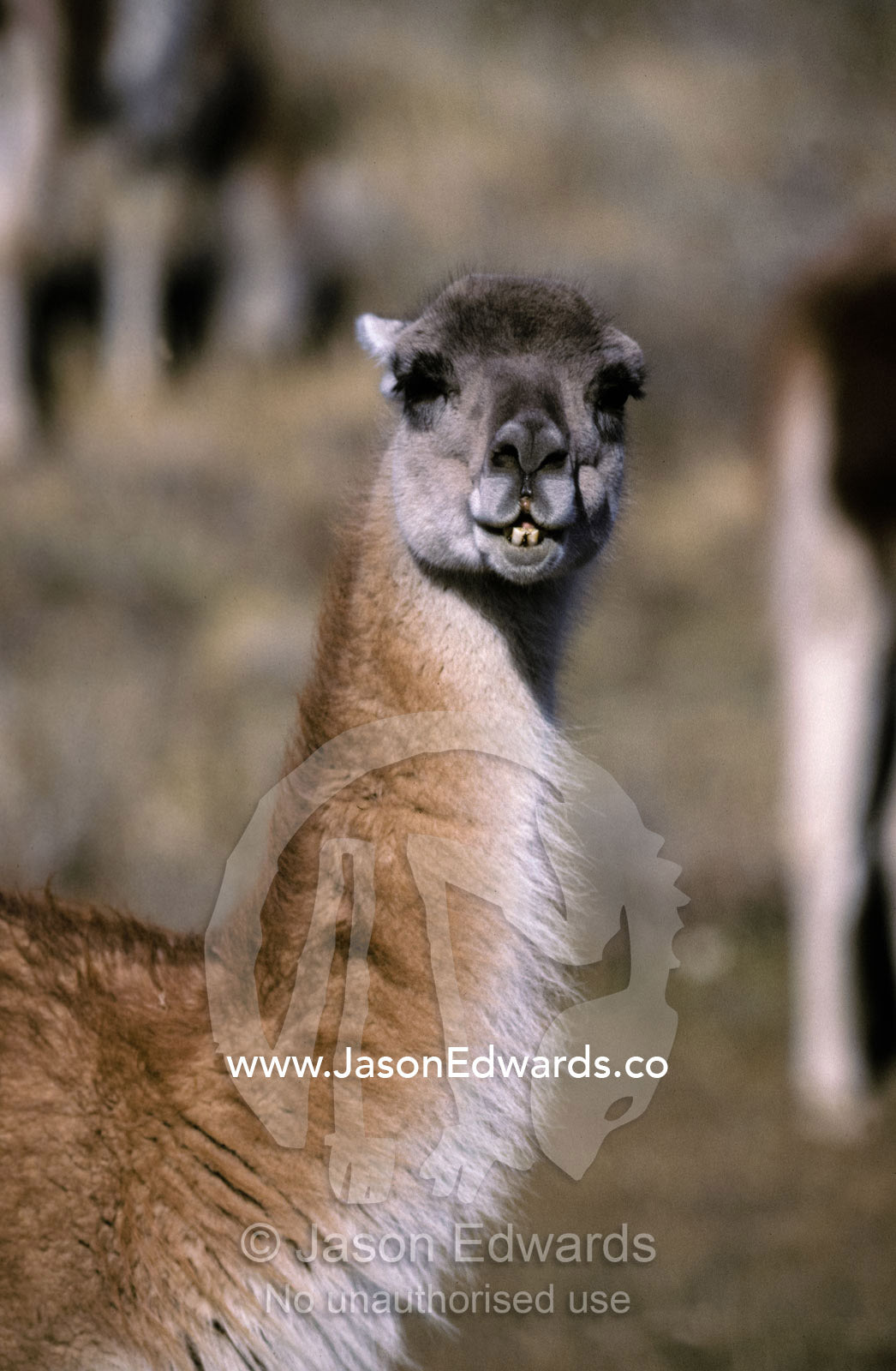 Portrait of a Guanaco, a Camelid,  chewing alpine grasses. Torres del Paine National Park, Chile.
