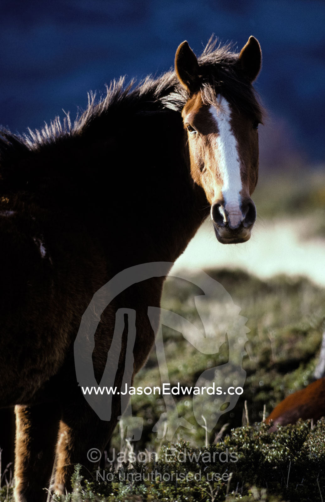 A Chilean horse on a windy dawn in the high country alpine plains. Torres del Paine National Park, Chile.