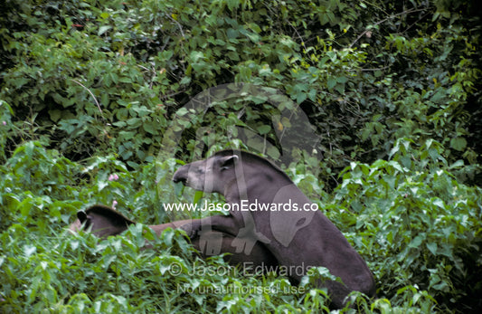 Endangered Brazilian Tapirs mating in  a swamp wetland forest. Pantanal National Park, Brasil.