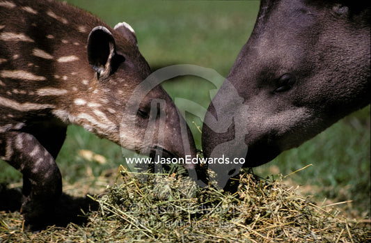 Mother and infant Brazilian Tapirs feeding on dry lucerne grass. Melbourne Zoo, Victoria, Australia.
