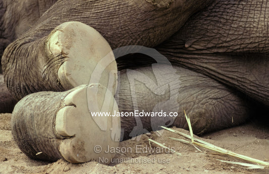 The underneath worn soles and toe nails of an Asian Elephant's feet. Melbourne Zoo, Victoria, Australia.