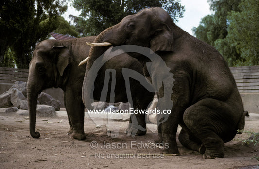 Two Asian Elephants, one standing and one sitting down on its haunches Melbourne Zoo, Victoria, Australia.