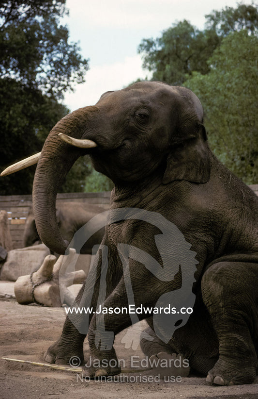 An Asian Elephant sitting down resting on its haunches. Melbourne Zoo, Victoria, Australia.