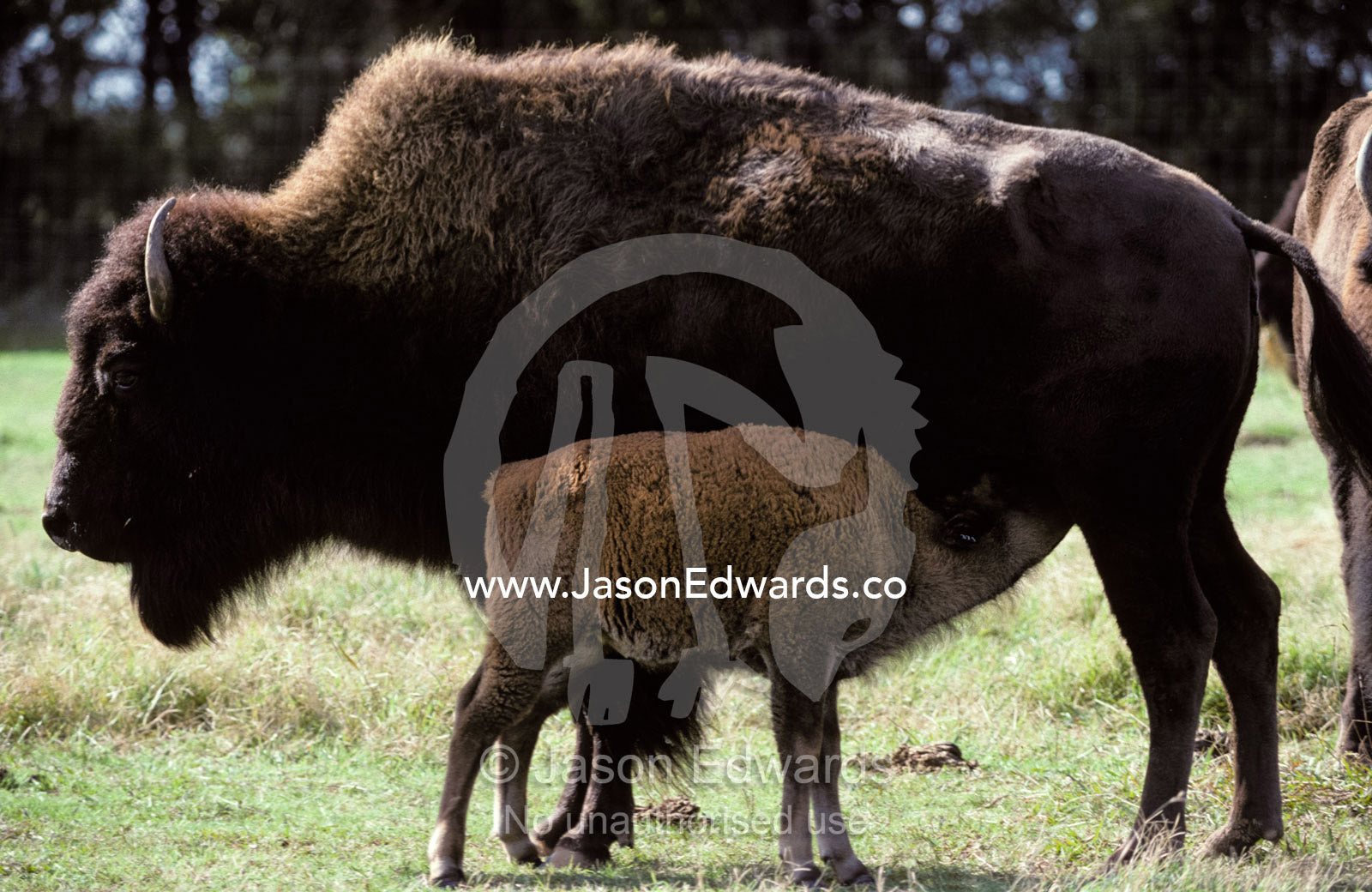A Bison calf suckling milk from its mother who has a thick coat. Werribee Zoo, Victoria, Australia.
