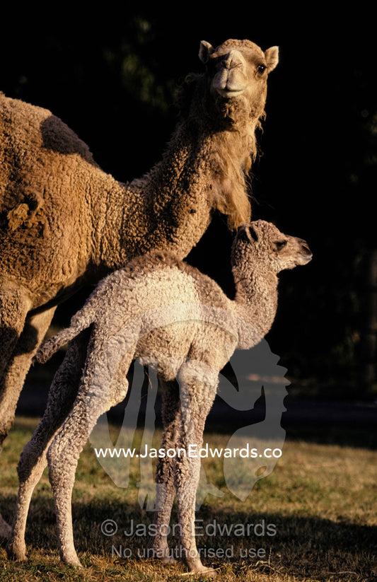 A Dromedary Camel protecting her three day old newborn calf. Werribee Open Range Zoo, Victoria, Australia.