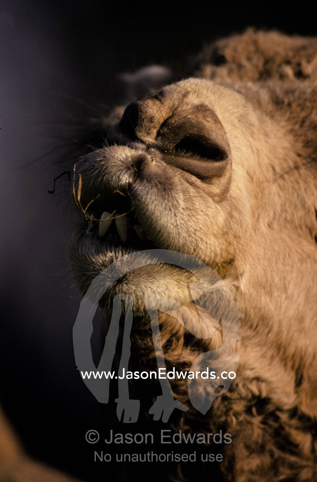 Closeup of a Dromedary Camel's nose, nostrils, teeth and lips. Werribee Open Range Zoo, Victoria, Australia.