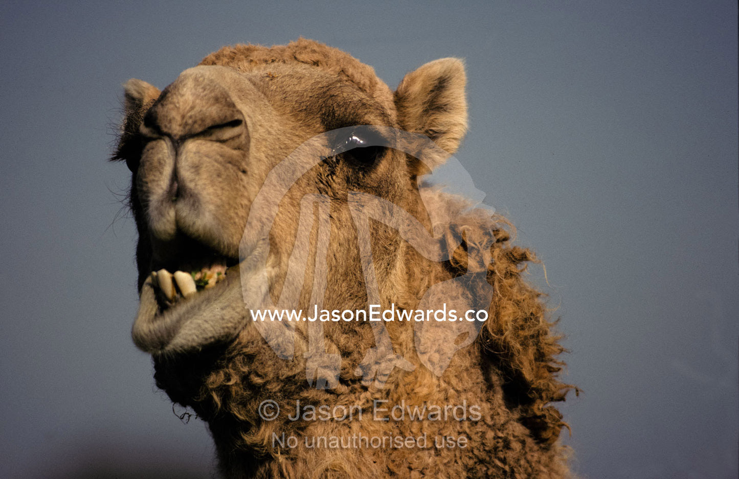 Close-up of a Dromedary Camel feeding and chewing with its mouth open. Werribee Open Range Zoo, Victoria, Australia.