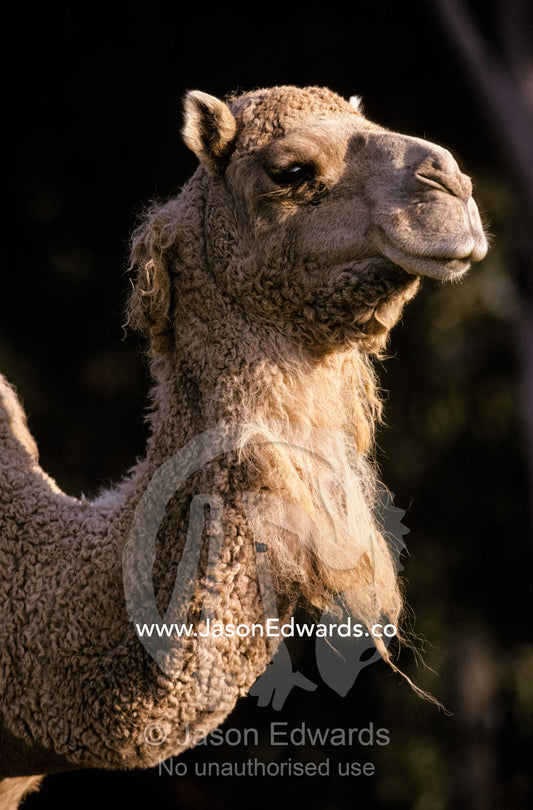 Portrait of a Dromedary Camel's head, woolly coat and neck in profile. Werribee Open Range Zoo, Victoria, Australia.