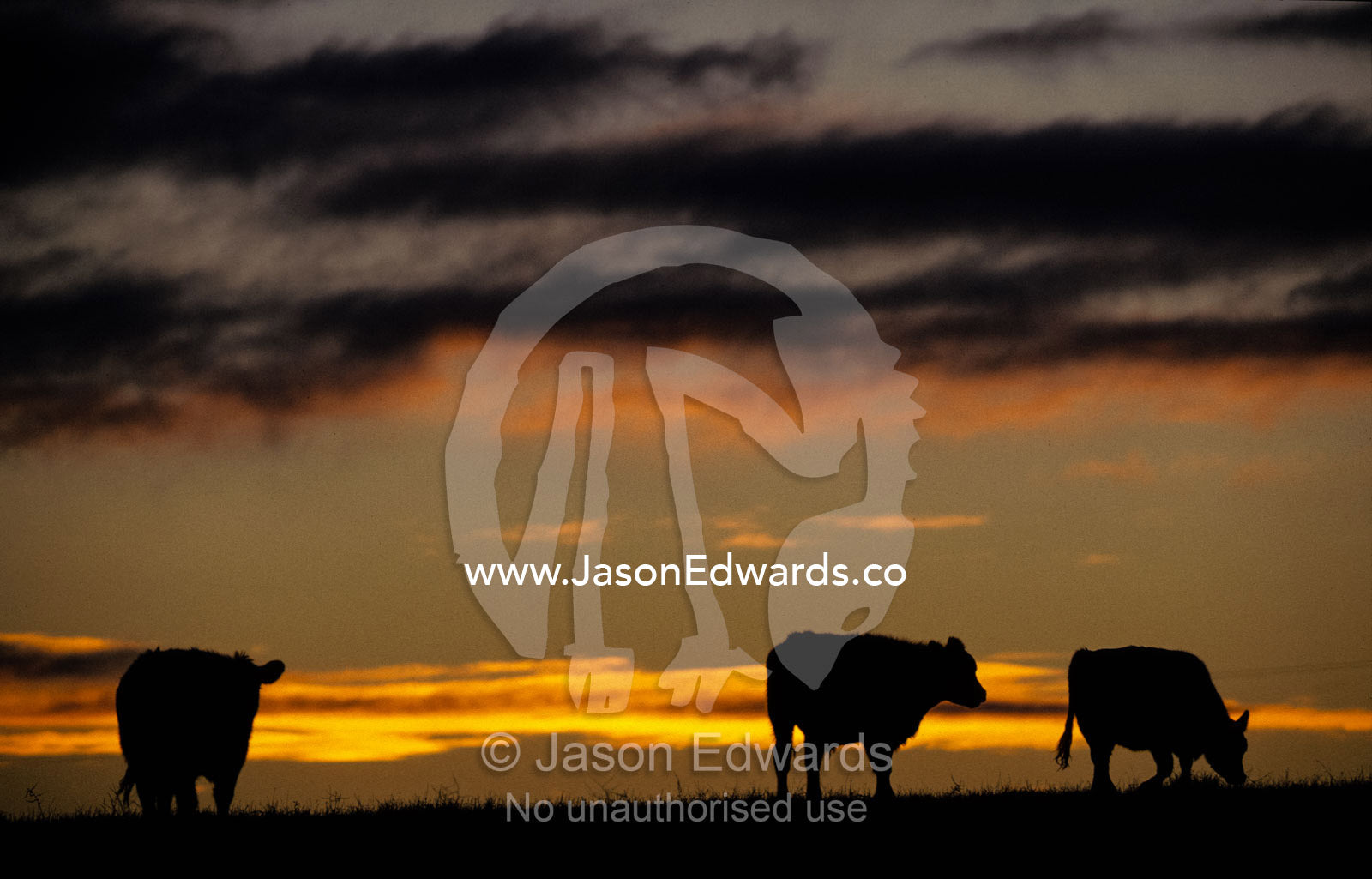 The silhouettes of three cows grazing at sunset on a coastal hilltop. Coorong National Park, South Australia.