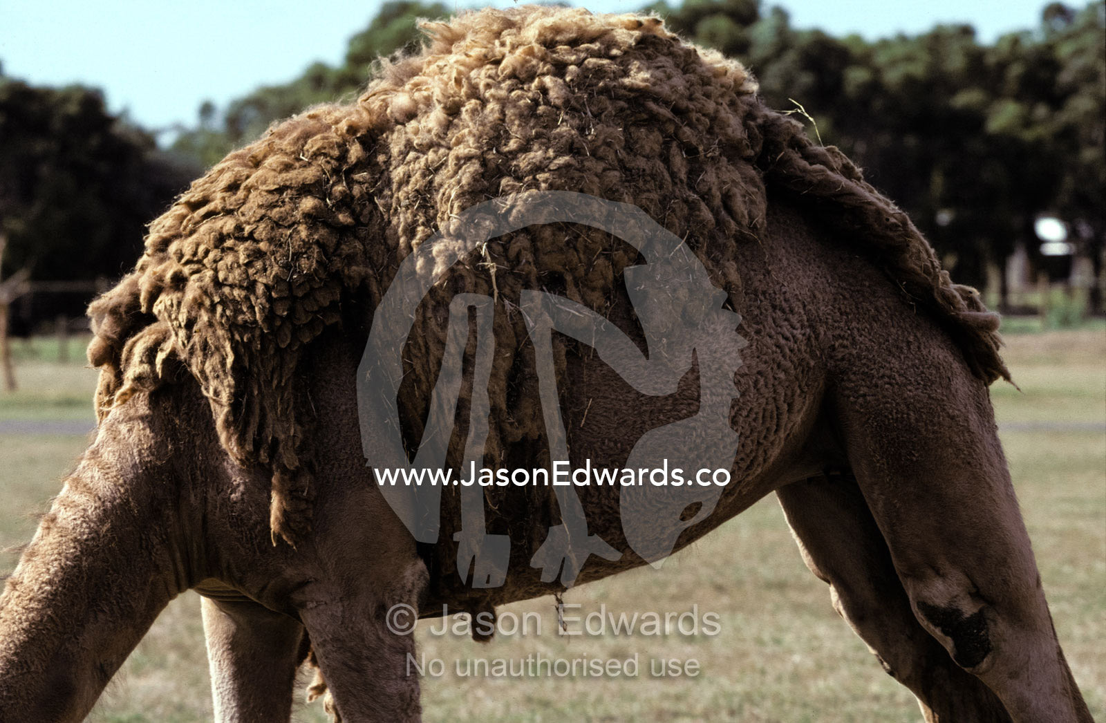 A Dromedary Camel sheds it's moulting furry woollen winter coat. Werribee Open Range Zoo, Victoria, Australia.
