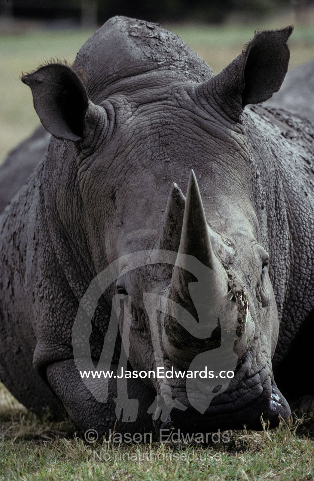 Portrait of an endangered White Rhinoceros face and massive horn. Werribee Zoo, Victoria, Australia.