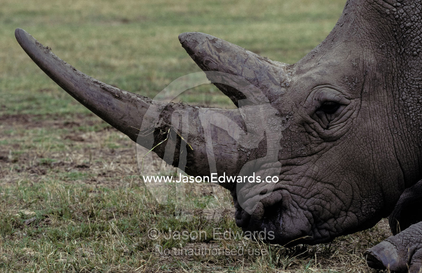 Profile of an endangered White Rhinocerous face and massive horn. Werribee Zoo, Victoria, Australia.