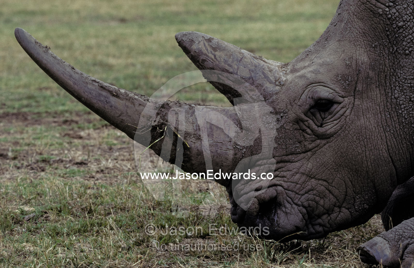 Profile of an endangered White Rhinocerous face and massive horn. Werribee Zoo, Victoria, Australia.