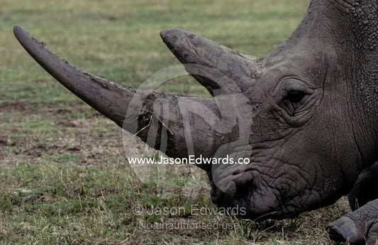 Profile of an endangered White Rhinocerous face and massive horn. Werribee Zoo, Victoria, Australia.