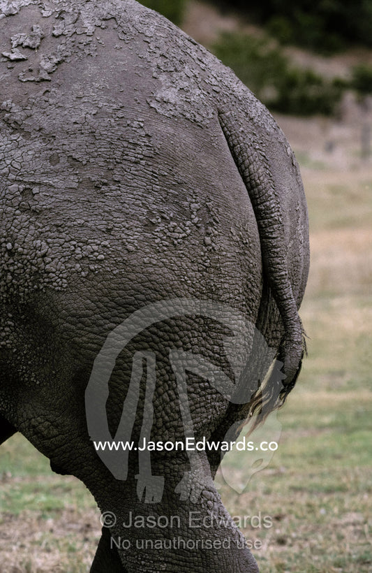 The hindquarters and tail of an endangered White Rhinoceros. Werribee Zoo, Victoria, Australia.