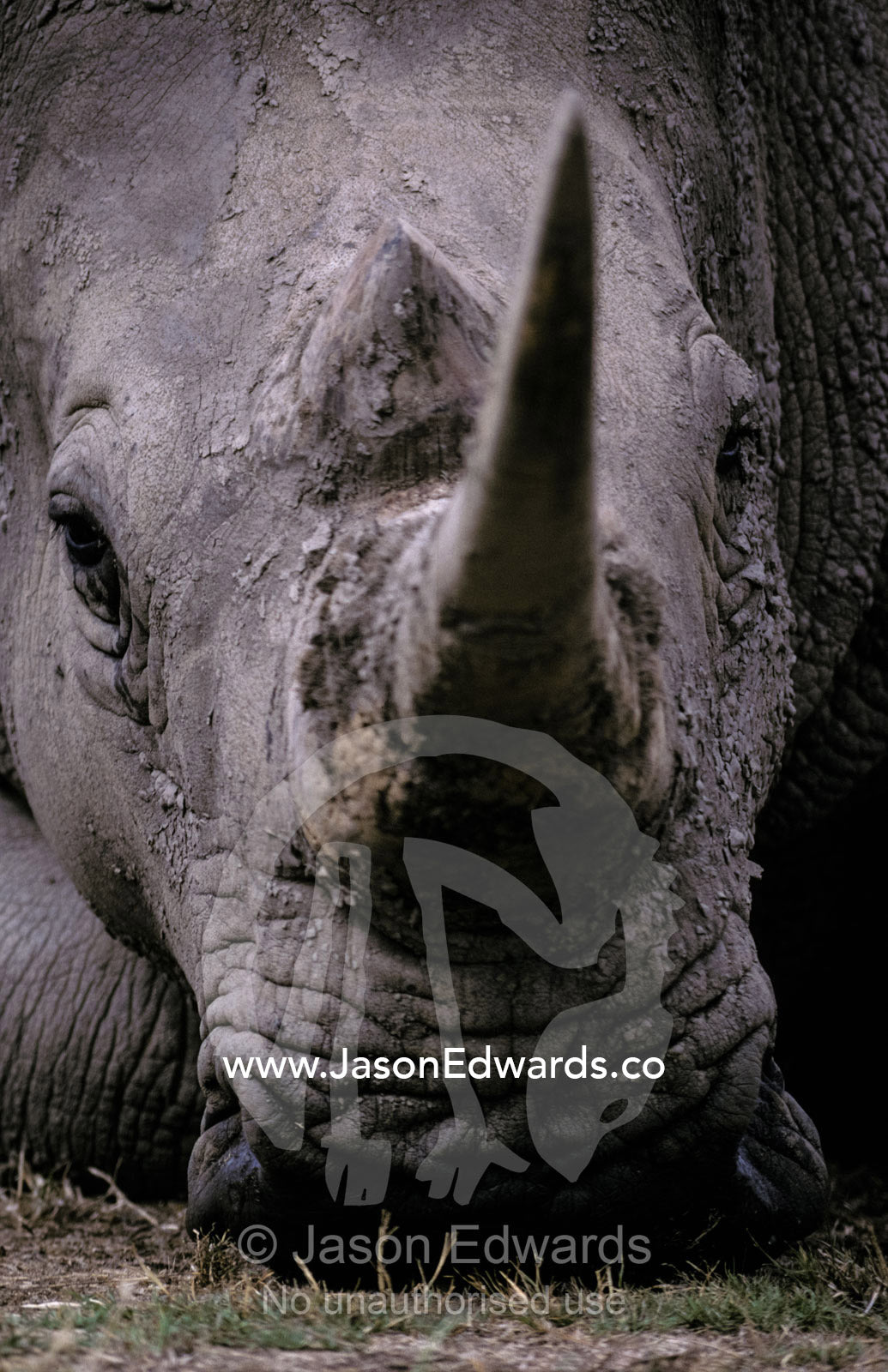 Close-up of an endangered White Rhinocerous face, horn and eyes. Werribee Zoo, Victoria, Australia.
