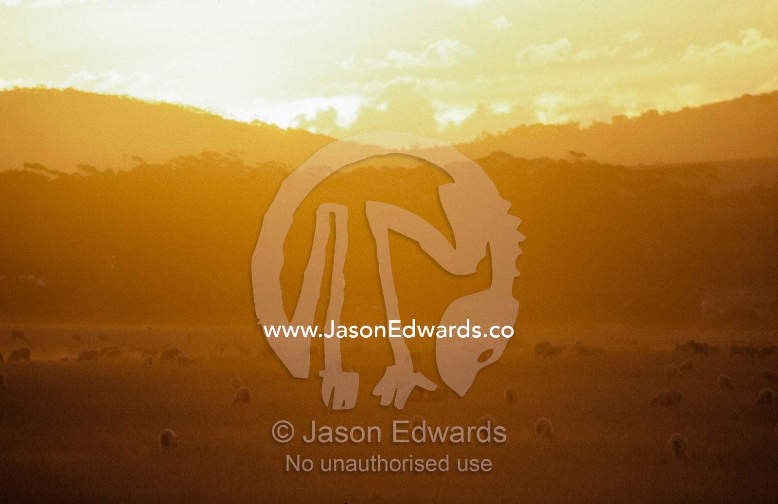 Sheep grazing at sunset on a dusty farmland plain beneath low hills. Cowell, South Australia.