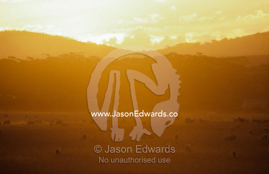 Sheep grazing at sunset on a dusty farmland plain beneath low hills. Cowell, South Australia.