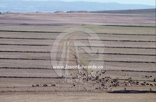 Sheep grazing on a vast track of farmland stricken by drought. Northwest South Australia.