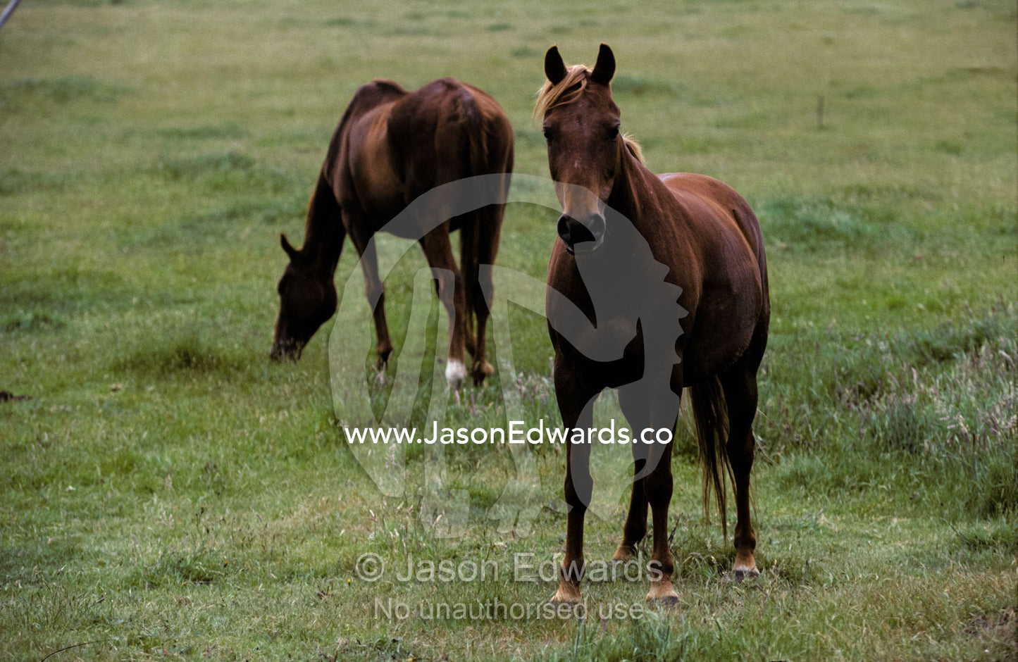 Domestic horses in a farmland paddock look curiously at the viewer. near Snake Valley, Victoria, Australia.