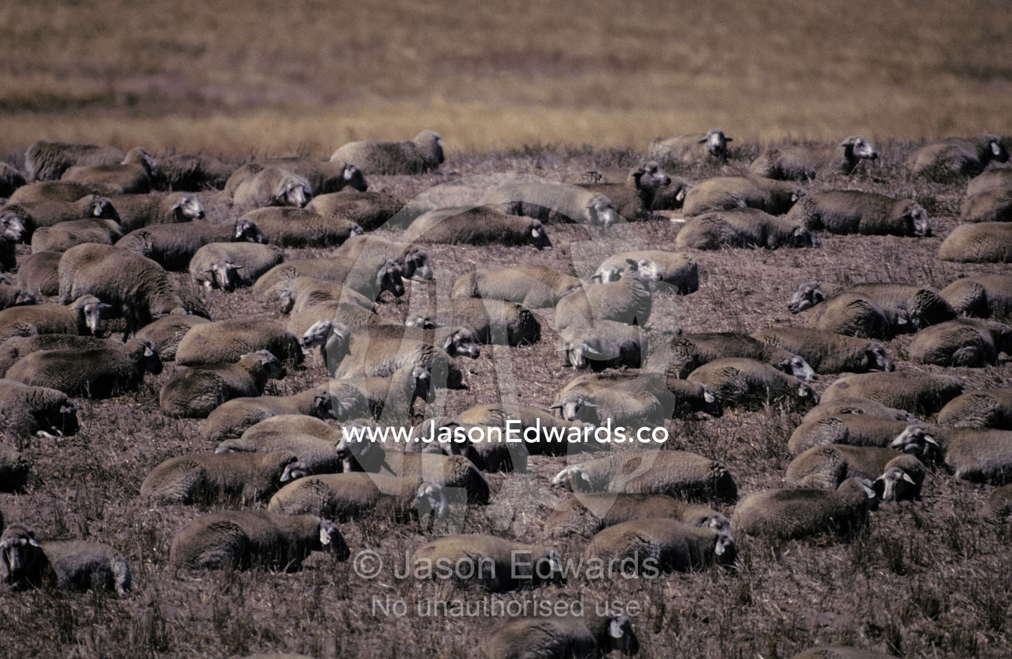 A flock of sheep resting in an open paddock during the midday heat. Near Tailen Bend, South Australia.