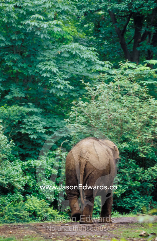 An Asian Elephant's hindquarters entering a stand of forest. Bronx Zoo, New York, United States of America.