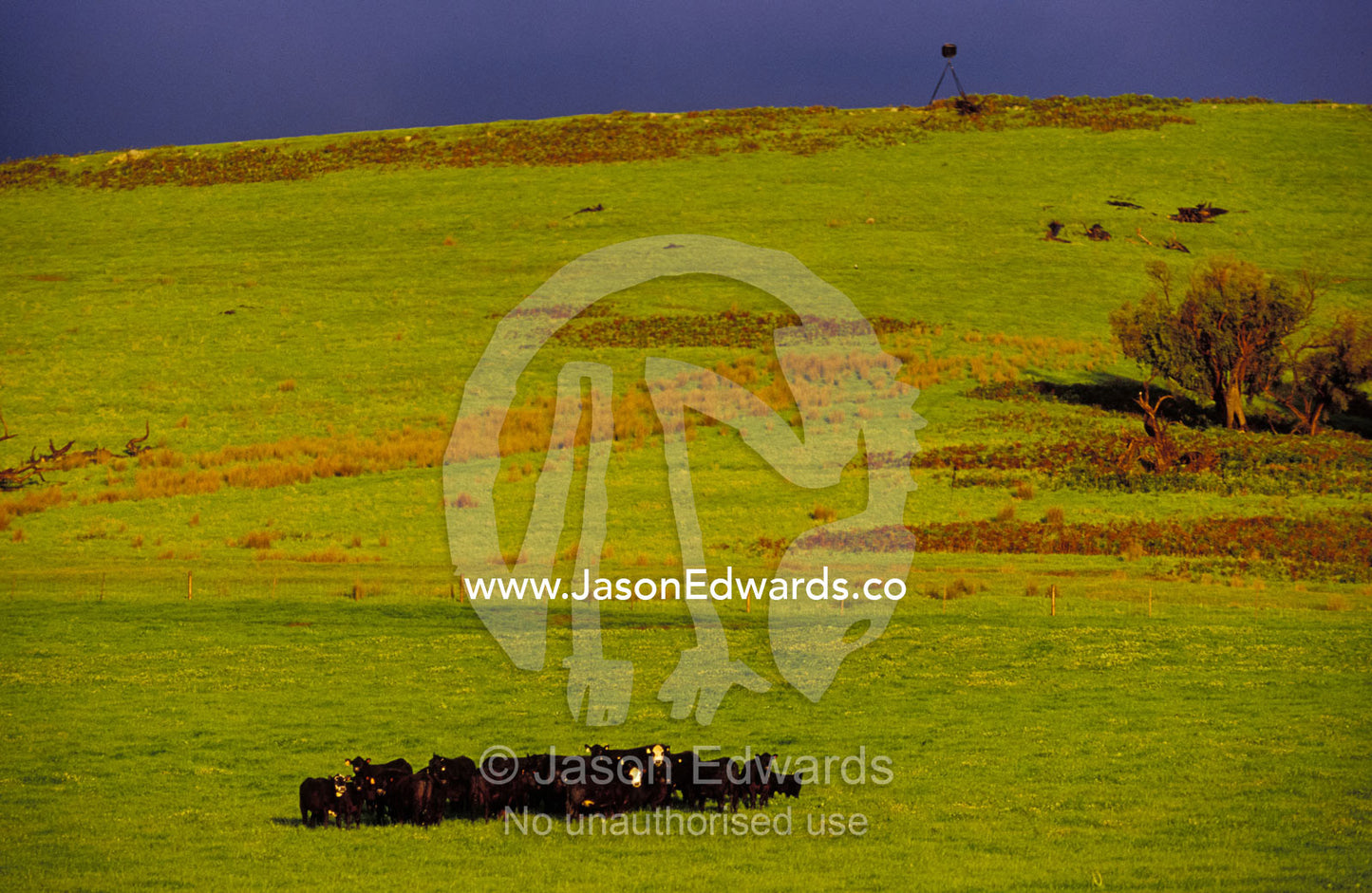 A herd of cows huddle on a hillside against an approaching storm. Yarra Valley, Victoria, Australia.