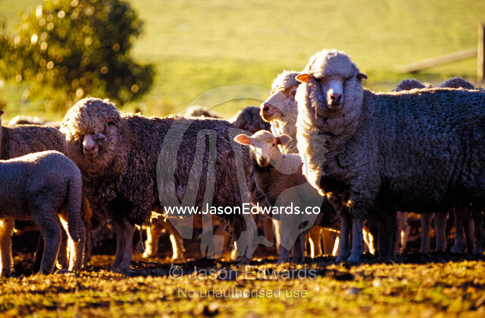 A flock of sheep and lambs at sunset await the shearers clippers. Stranraer Homestead, Kangaroo Island, South Australia.