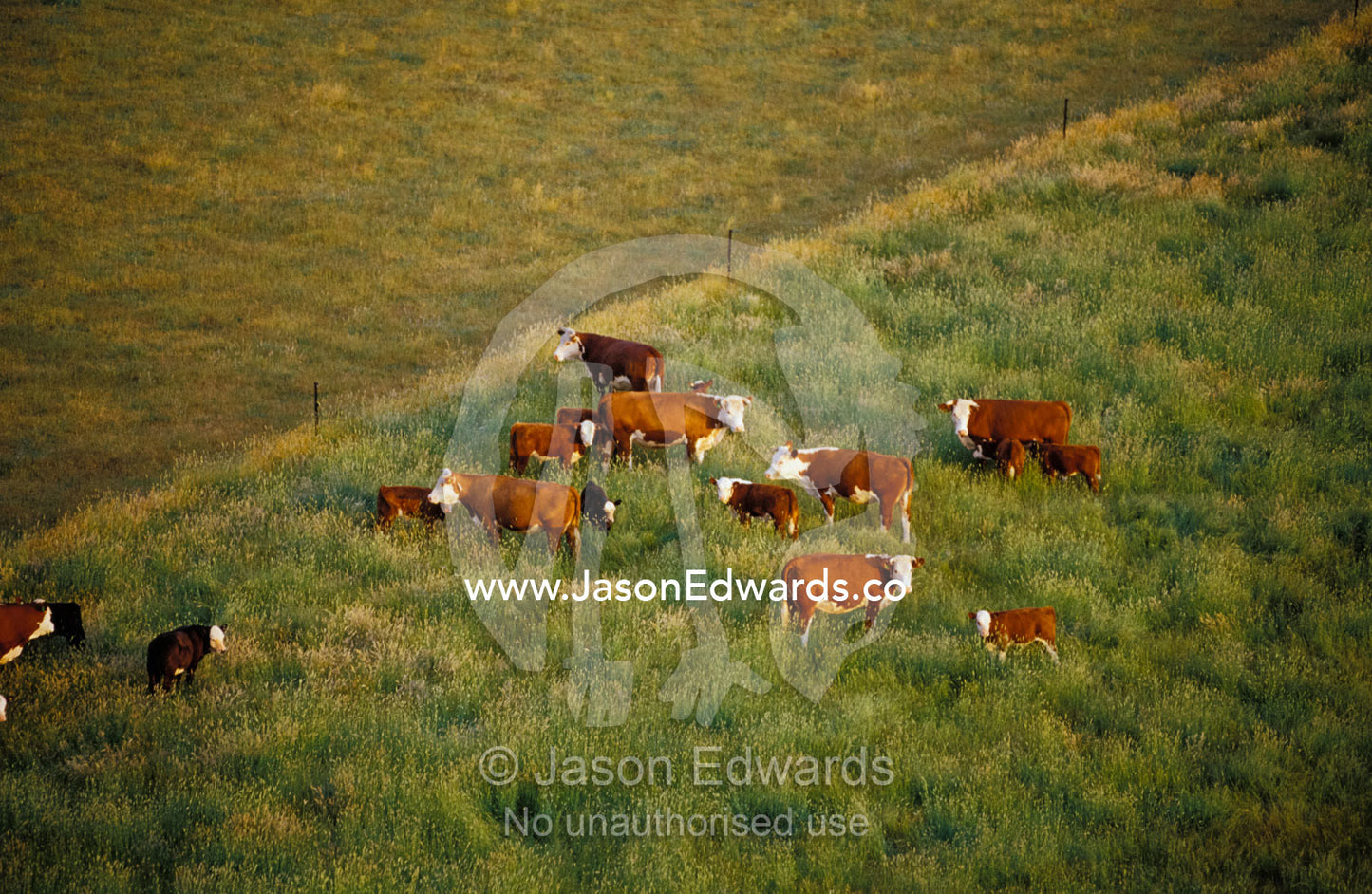 Aerial view of a herd of cattle in a farm paddock grazing. Yarra Valley, Victoria, Australia.