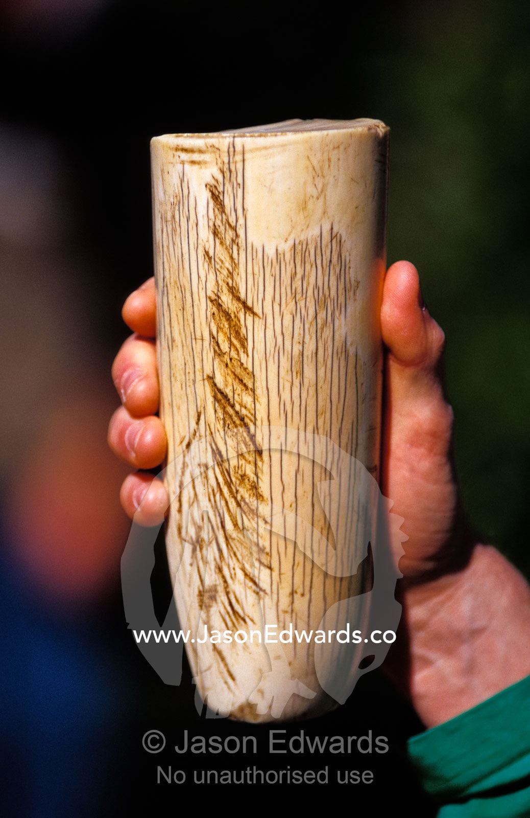 A sawn off Asian Elephant Tusk is made of ivory. Melbourne Zoo, Victoria, Australia.