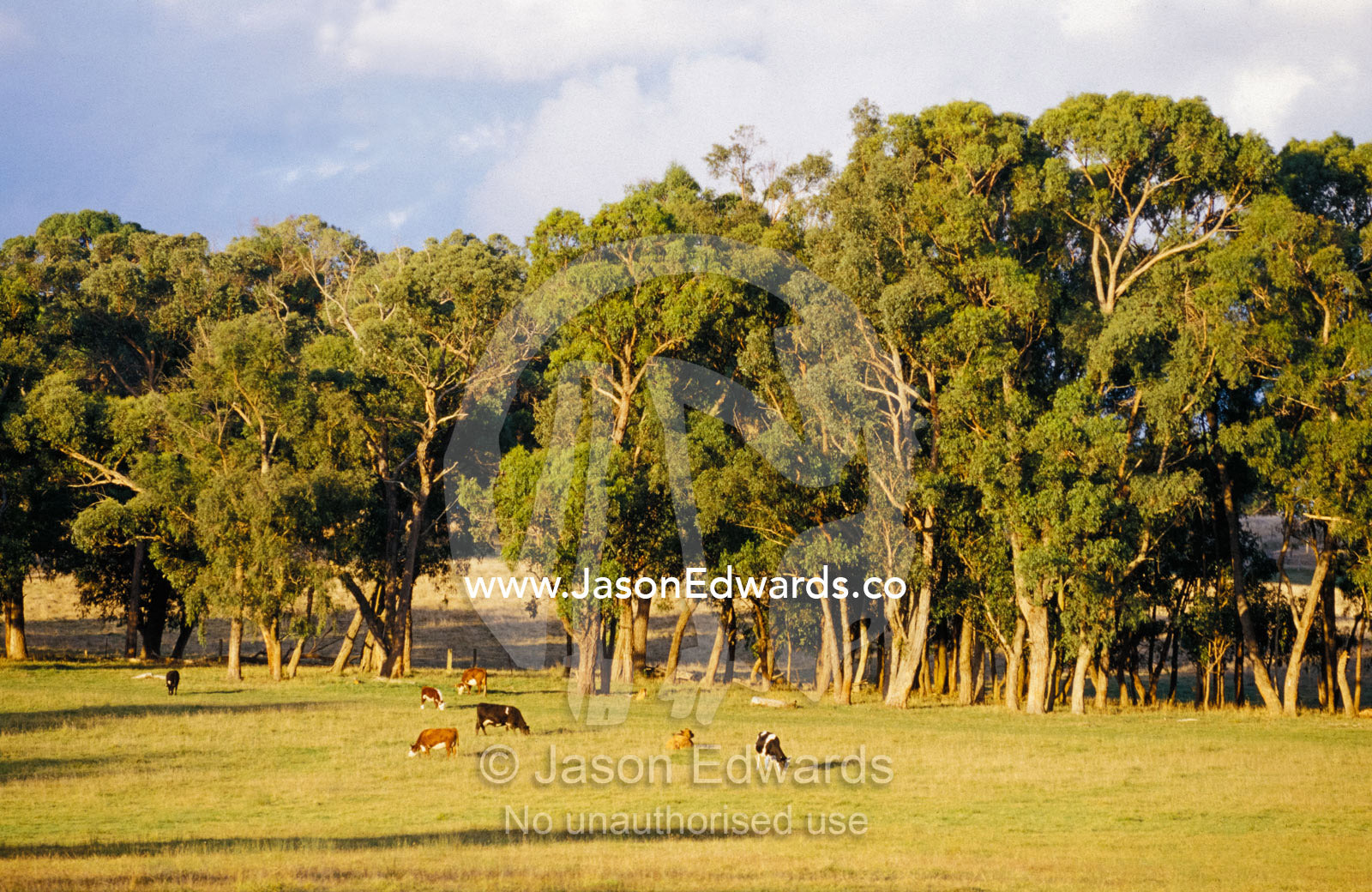 Dairy cattle grazing on farmland neighboring a National Park. Yellingbo Nature Conservation Reserve, Victoria, Australia.